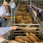 Ian Dahl – a cattle trader for the past 63 years