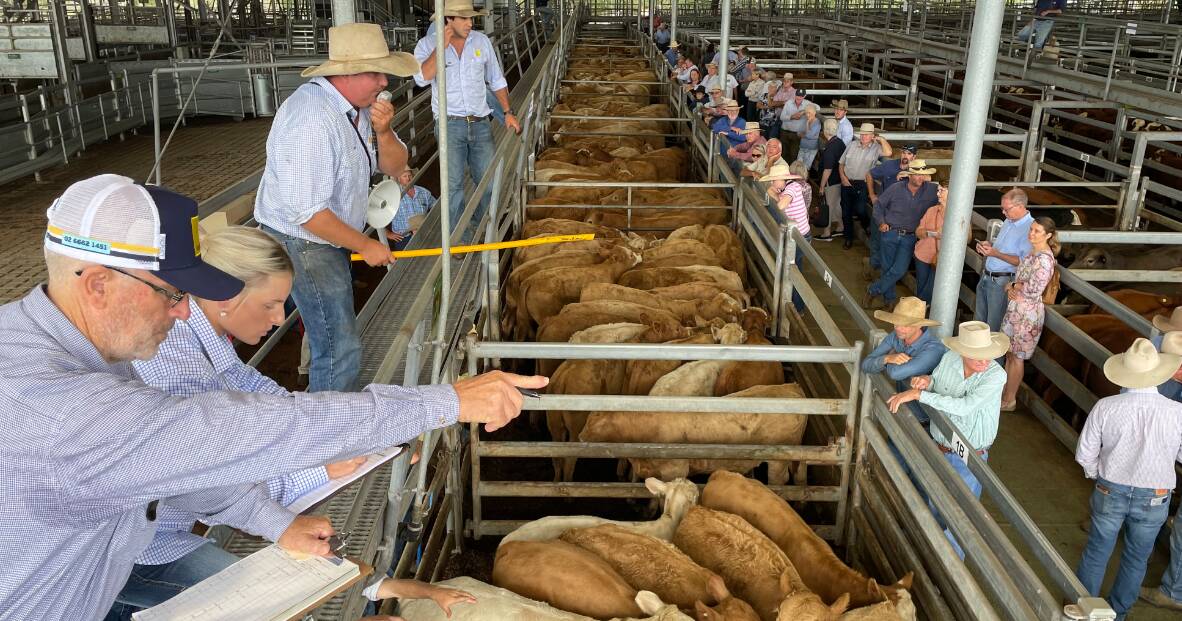 Casino saleyards remain closed after council rejects potential lease-holders | The Land