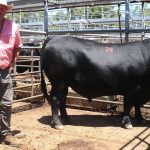 Prices lift significantly across the board at Blackall