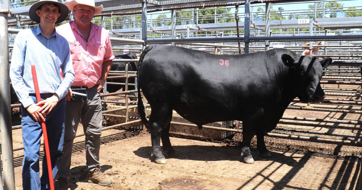 Gandy Angus bull sells to top of $15,000