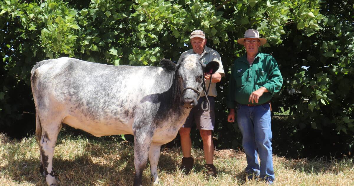 Nutrien Livestock Summer Breeder Sale at Boyanup on December 7 | Farm Weekly