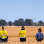 WA wool prices finish year with a positive spin