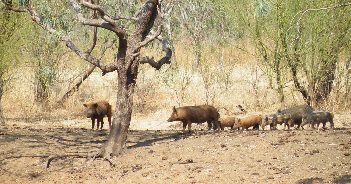 Qld government offers $2.16m for feral pig control coordinators | Queensland Country Life