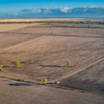 Nutrien Sarina Sale has positive results with cattle price rises after rainfall | North Queensland Register