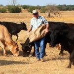 Protecting Livestock from Toxic Weeds in Stubble Crops | The Land