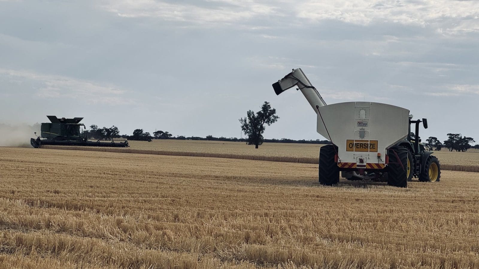 Feedgrain Focus: Prices ease as Vic yields surprise