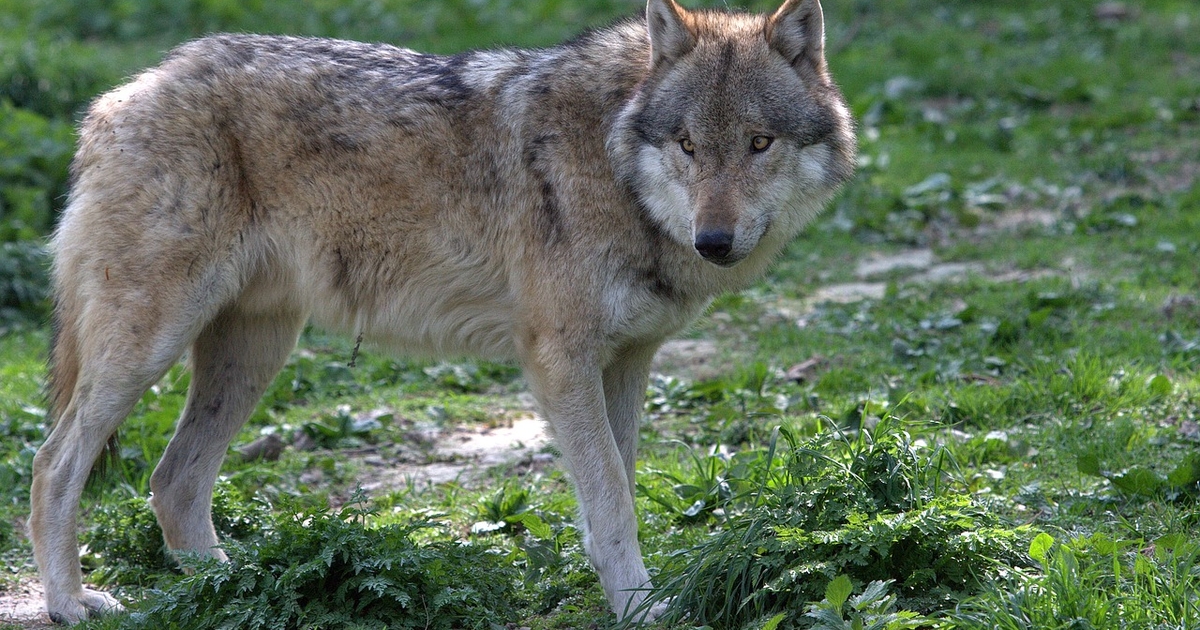 Judge denies request to delay wolf introduction in Colorado