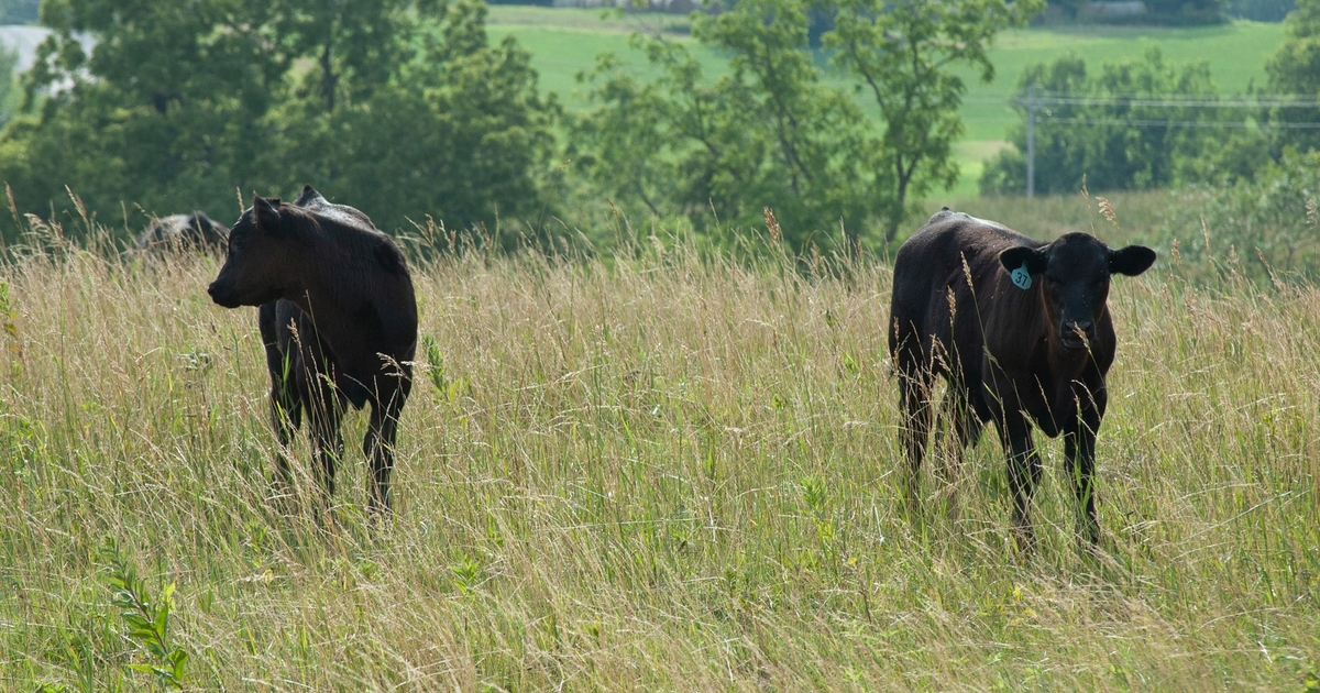 Want some fascinating reading on cattle markets?