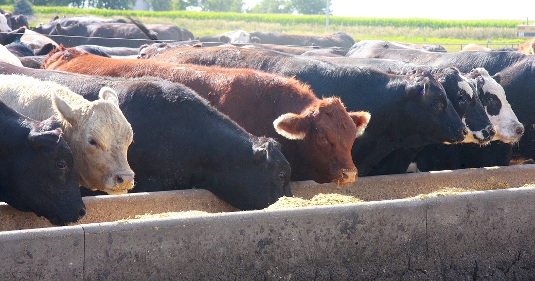 Iowa Beef Center hosting feedlot webinar series