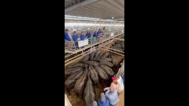 Wodonga female sale sees premium for Angus