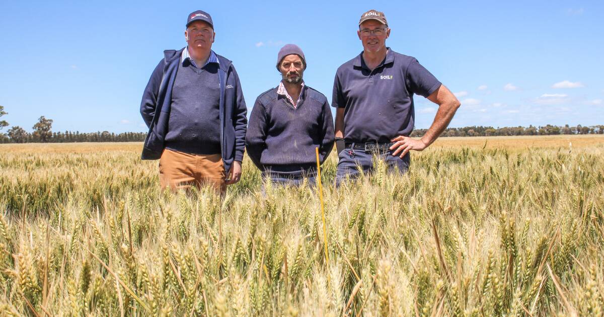 Cracking soil constraints at Lockhart