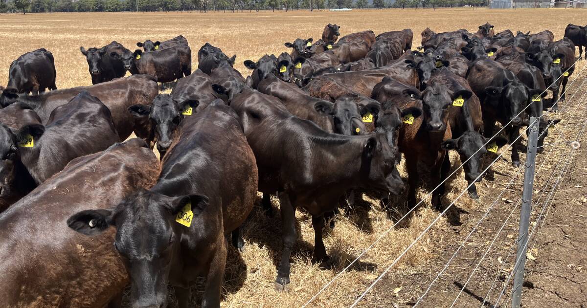 Quality unjoined first cross heifers at Boyanup