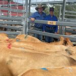 Much-needed hay a morale booster