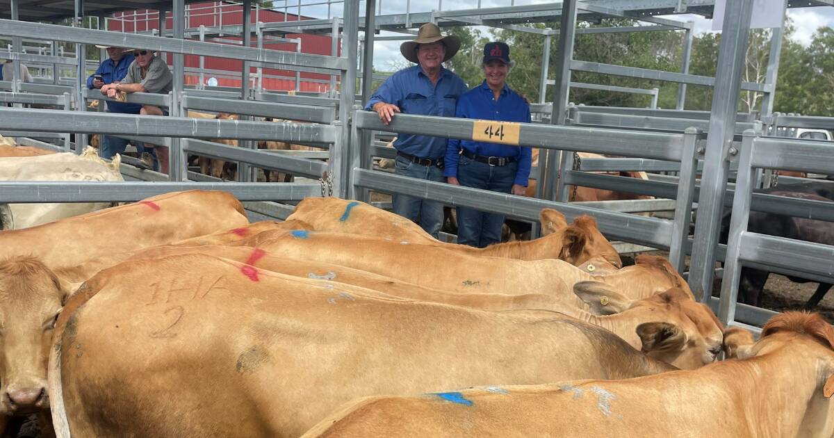 Cows and calves hit $2150 at Beaudesert