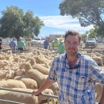 Cows with calves top at $2550 at Carcoar