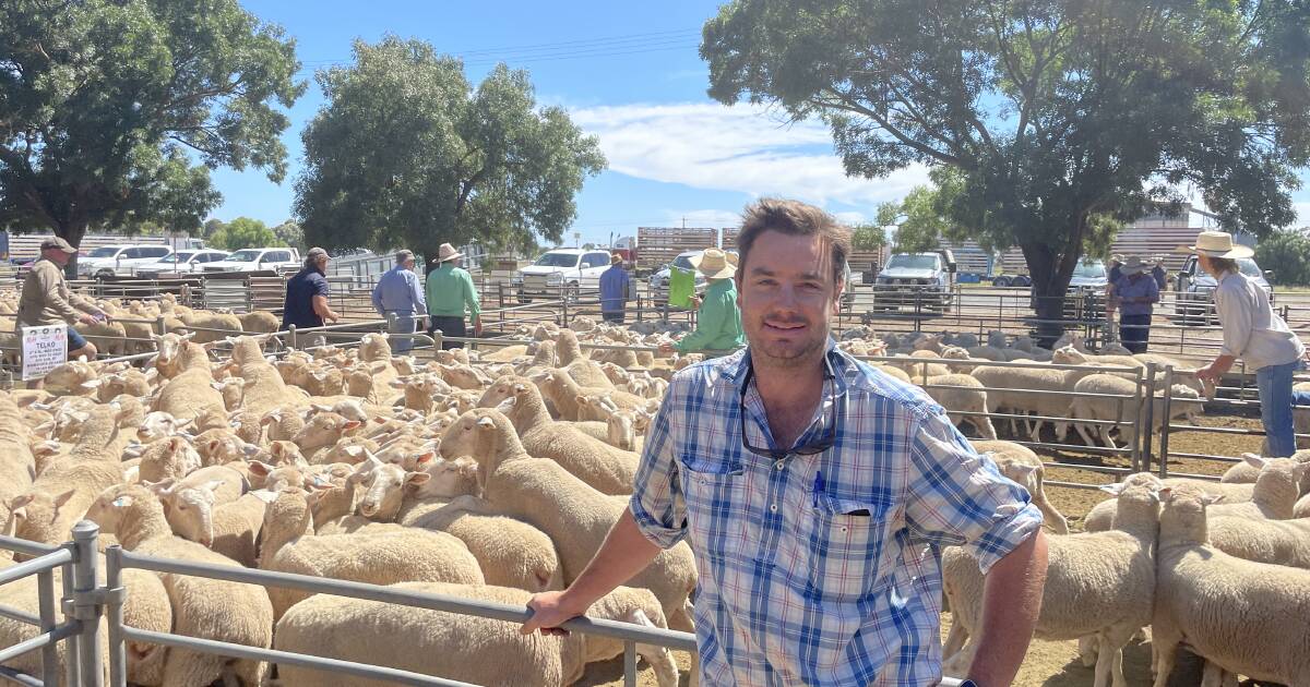 Fattening lambs sold to $150 at Deniliquin