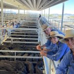 Cows with calves top at $2550 at Carcoar