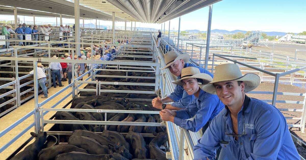 Kia Ora Cattle Co steers lead the way at Tamworth store sale | The Land