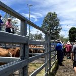 Live sheep and cattle ship sent back to Australia as tensions rise in the Red Sea