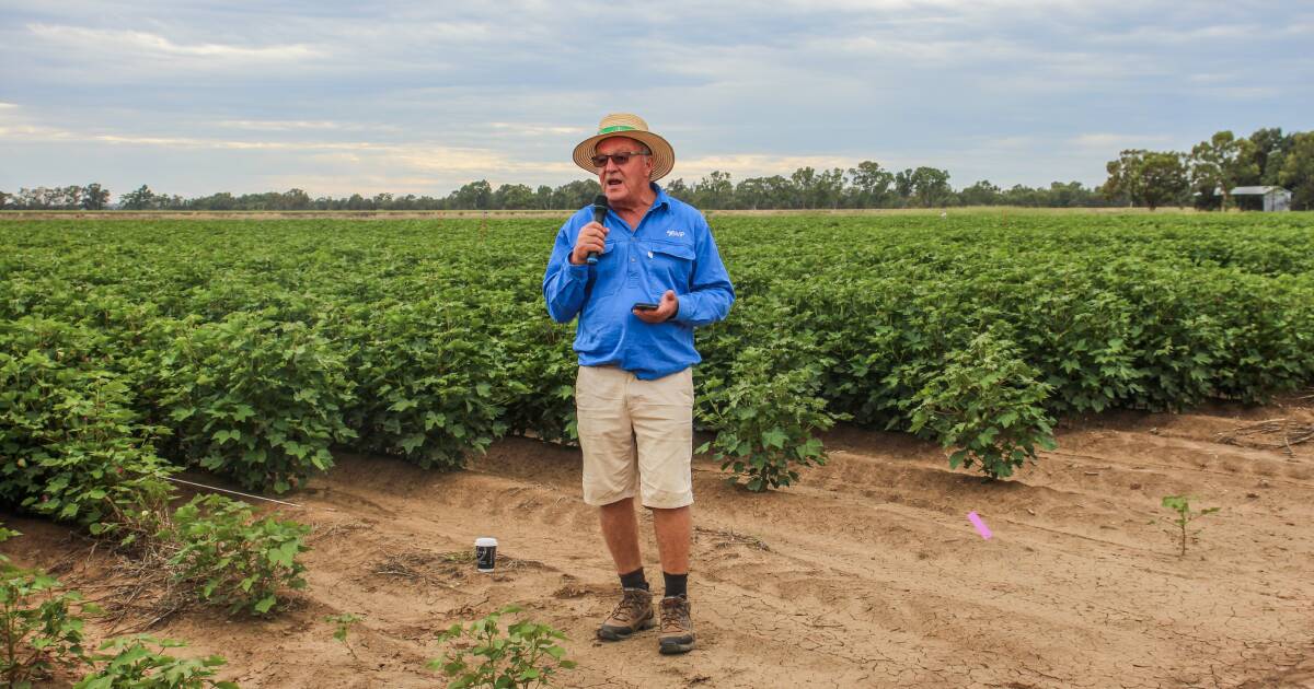 Cotton in the southern valleys is on track this season | The Land