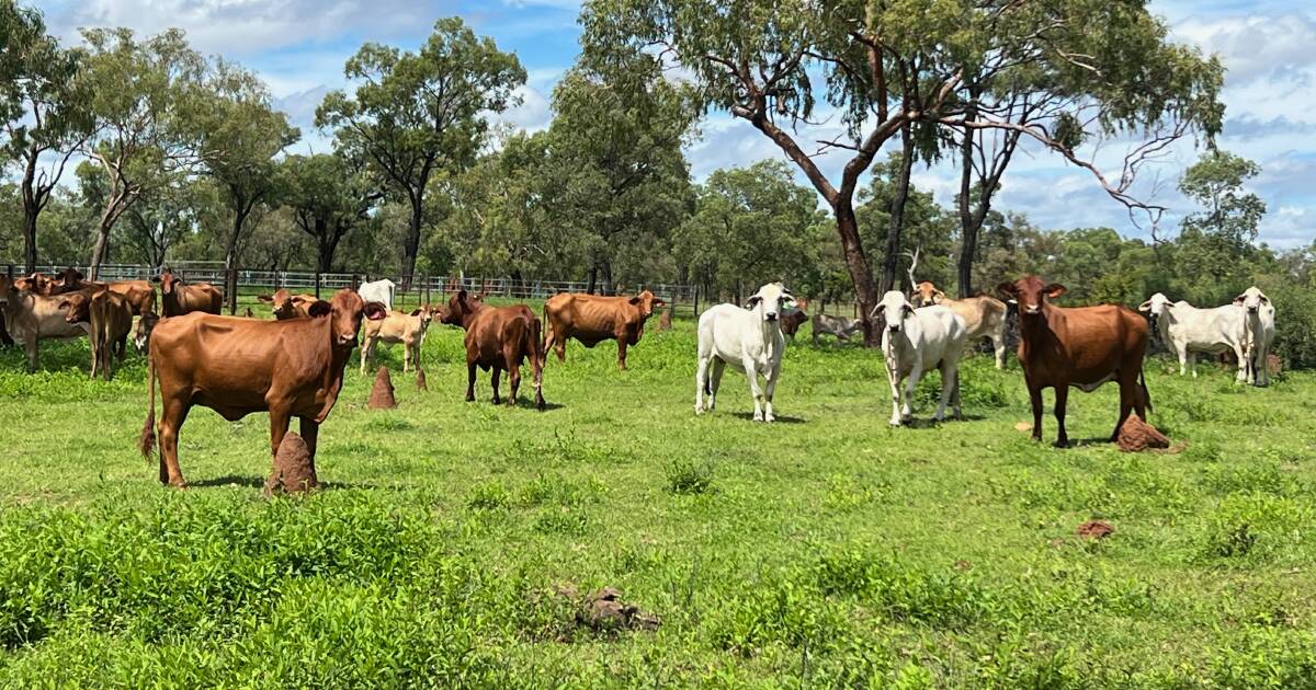 Burlington offered walk in, walk out including 4000 guaranteed cattle