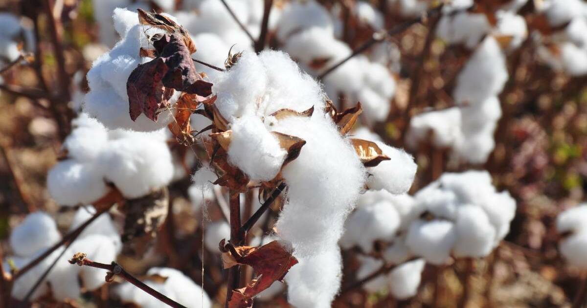 Potential demand from spinners for Australian cotton to be longer