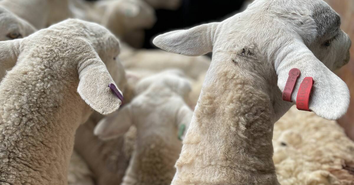 WoolProducers withdraws support for eID rollout