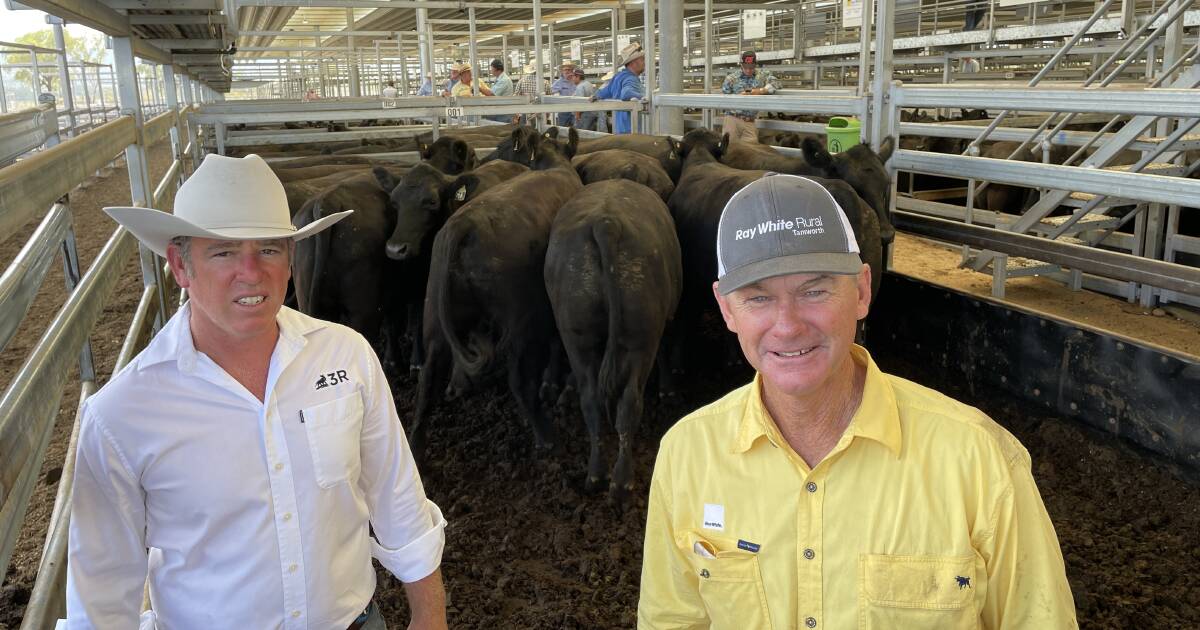 Angus steers told top at $2000 at Ray White feature store sale | The Land