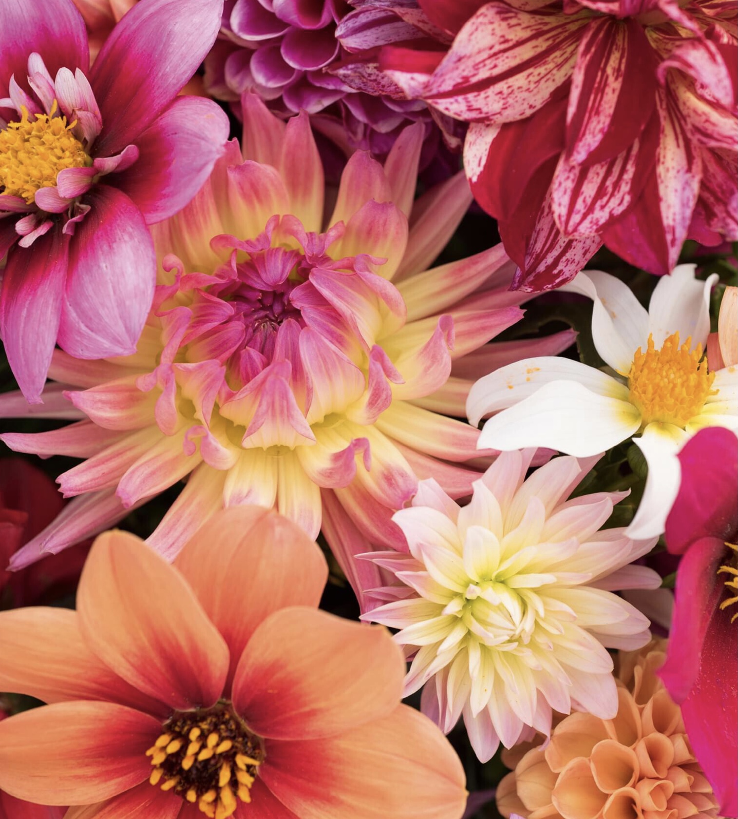 Floral fireworks: The treasures you’ll find at the National Dahlia Collection