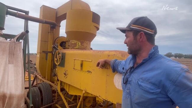 Farmers harvest seed clover | The Weekly Times