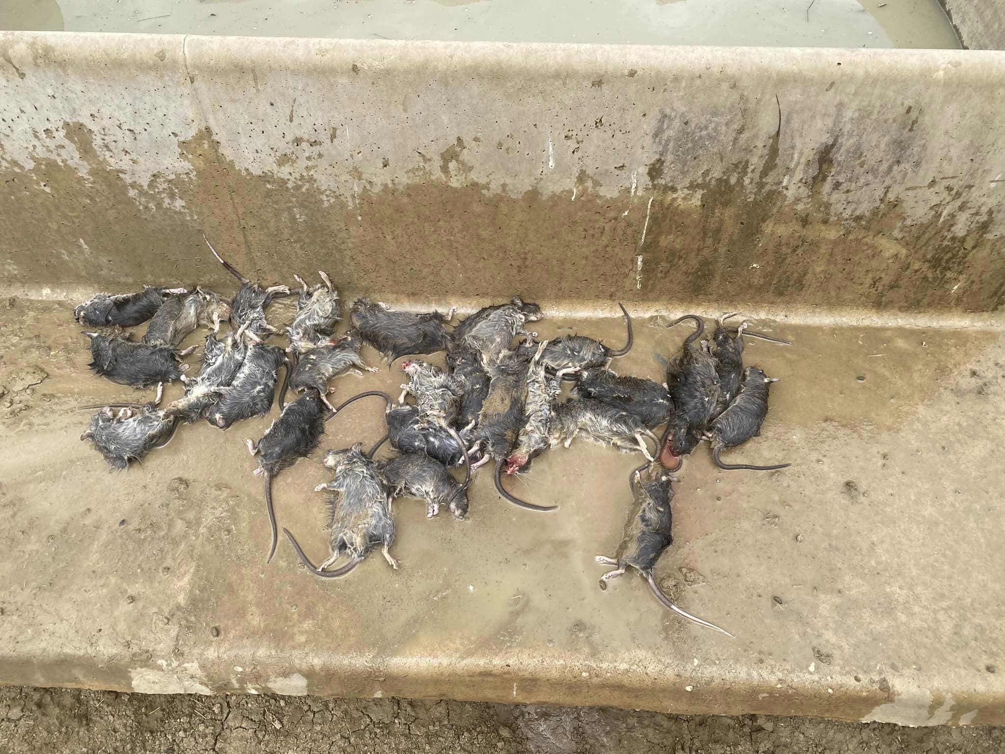 Rats dine out on NQ poly pipe