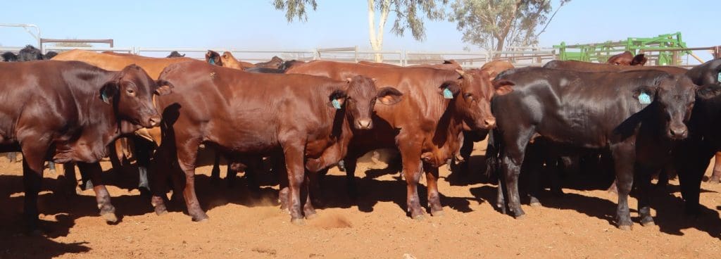 Young cattle surge continues on AuctionsPlus