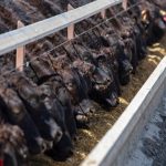 The Business of Beef: Understanding what really drives efficiency in an Australian beef herd