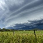 Dalby sale 10 Jan: Rain response in opening young cattle prices