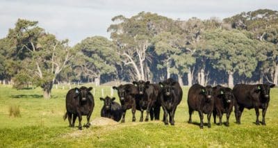 Grant applications reminder for WA cattle biosecurity projects