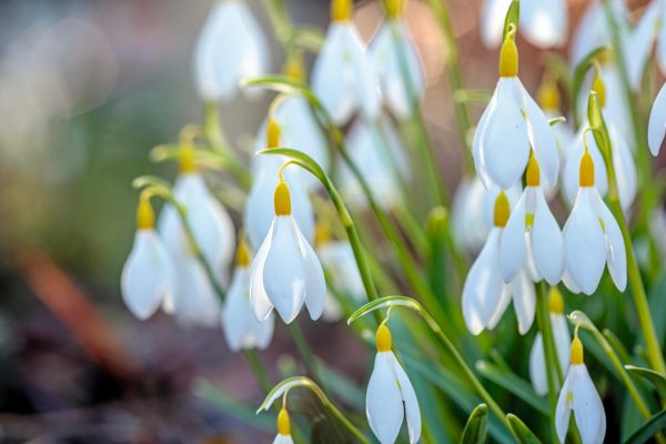 Where art meets biology: How Anne Wright has bred some of the world’s most covetable snowdrops