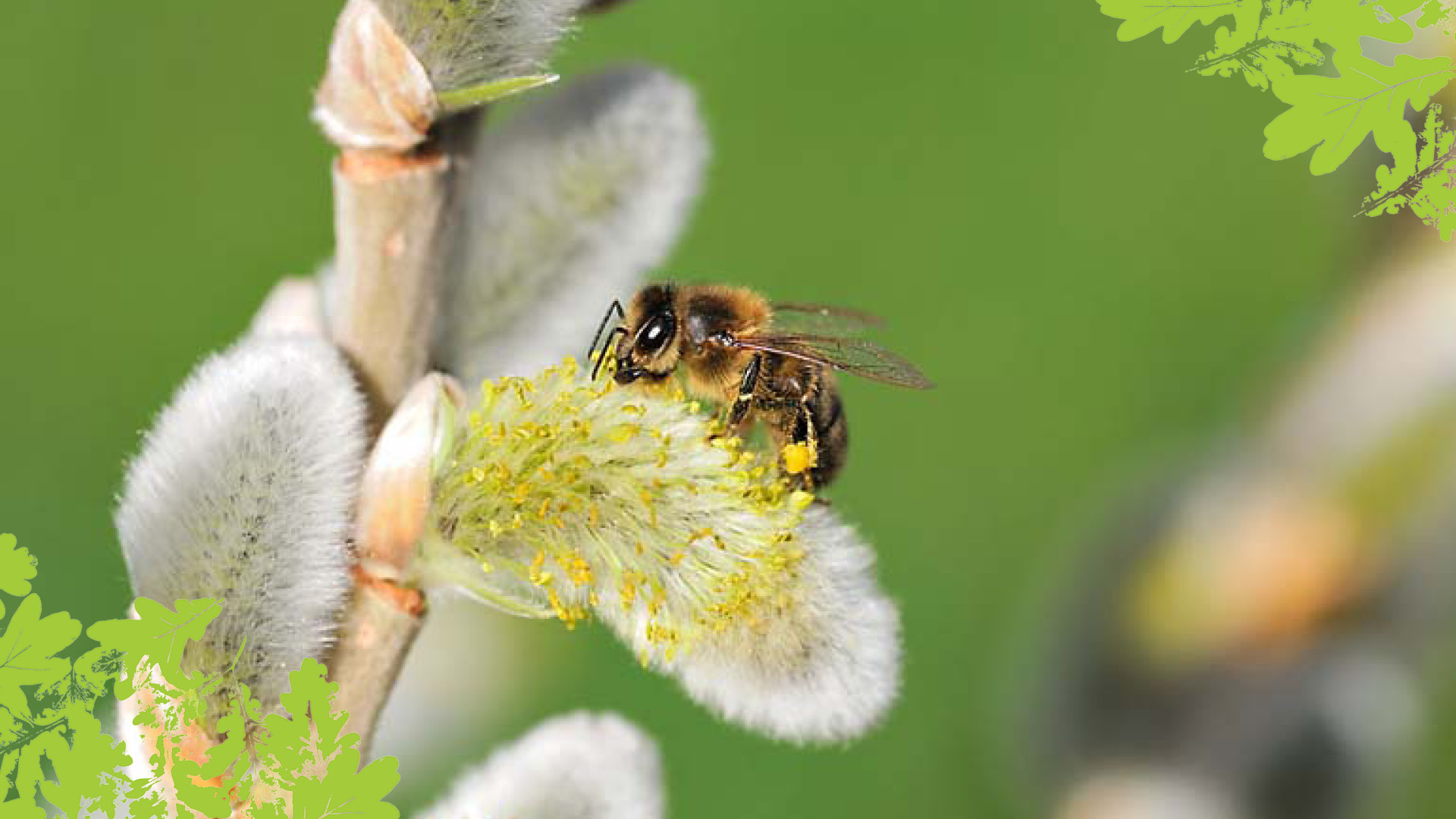 Plant trees for pollinators in need with the Woodland Trust