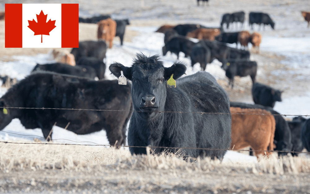 Canada’s bid to export fresh beef to Australia advances