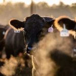 WA’s V&V Walsh signs $40m grainfed beef and lamb deal with Chinese hotel group