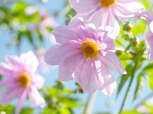 11 glorious dahlias to plant in your garden, as chosen by the experts at the National Dahlia Collection