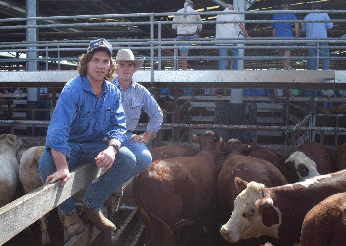 Optimism at Dalby Saleyards with strong start to the year