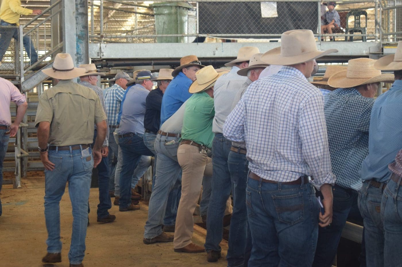 Stronger start to 2024 selling year at Dalby