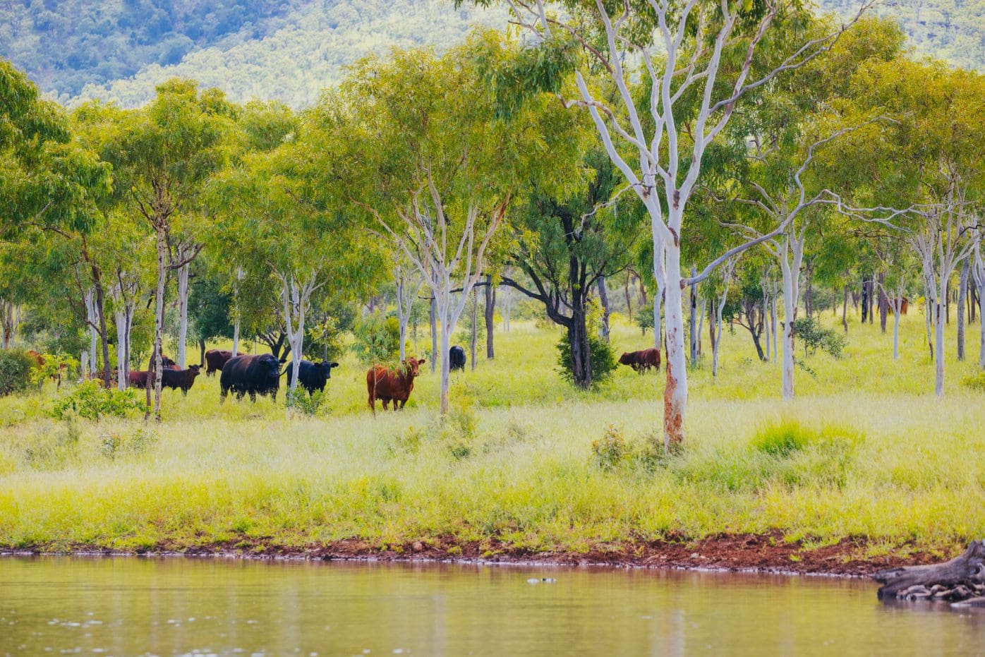 Cattle Australia webinar focuses on land management commitments