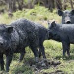 Outback Queensland and Northern Territory rejoice as dry creeks flow | North Queensland Register