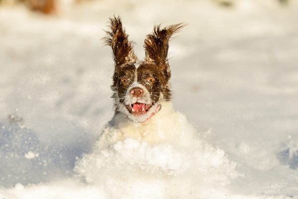 How to keep your dog healthy and having fun in the coldest depths of winter, by award-winning trainer Ben Randall