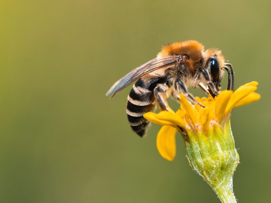 The vegan farce that is ‘bee-free’ honey will spell disaster for bees, farmers and all of us