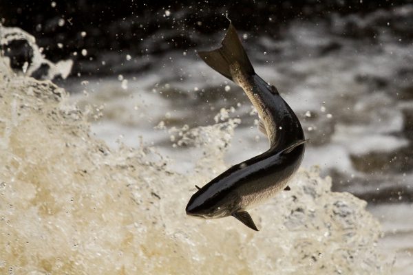 Organic farmed salmon is a ‘misnomer’ and certification should stop, claim fish conservation charities