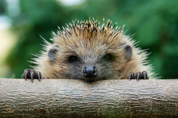 Hope for hedgehogs as new research looks to revolutionise robotic lawnmowers