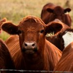 Three-day sickness spreading rapidly in the Hunter and Mid North Coast