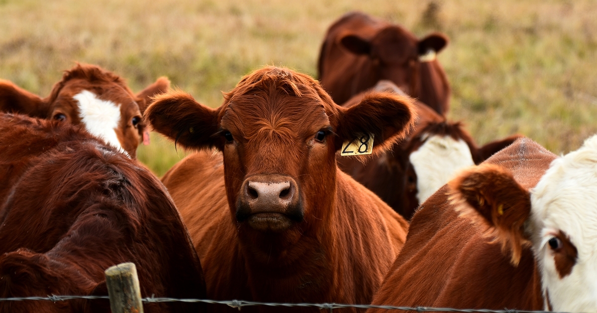 Anova Biosciences unveils diagnostic test for cattle biomarkers